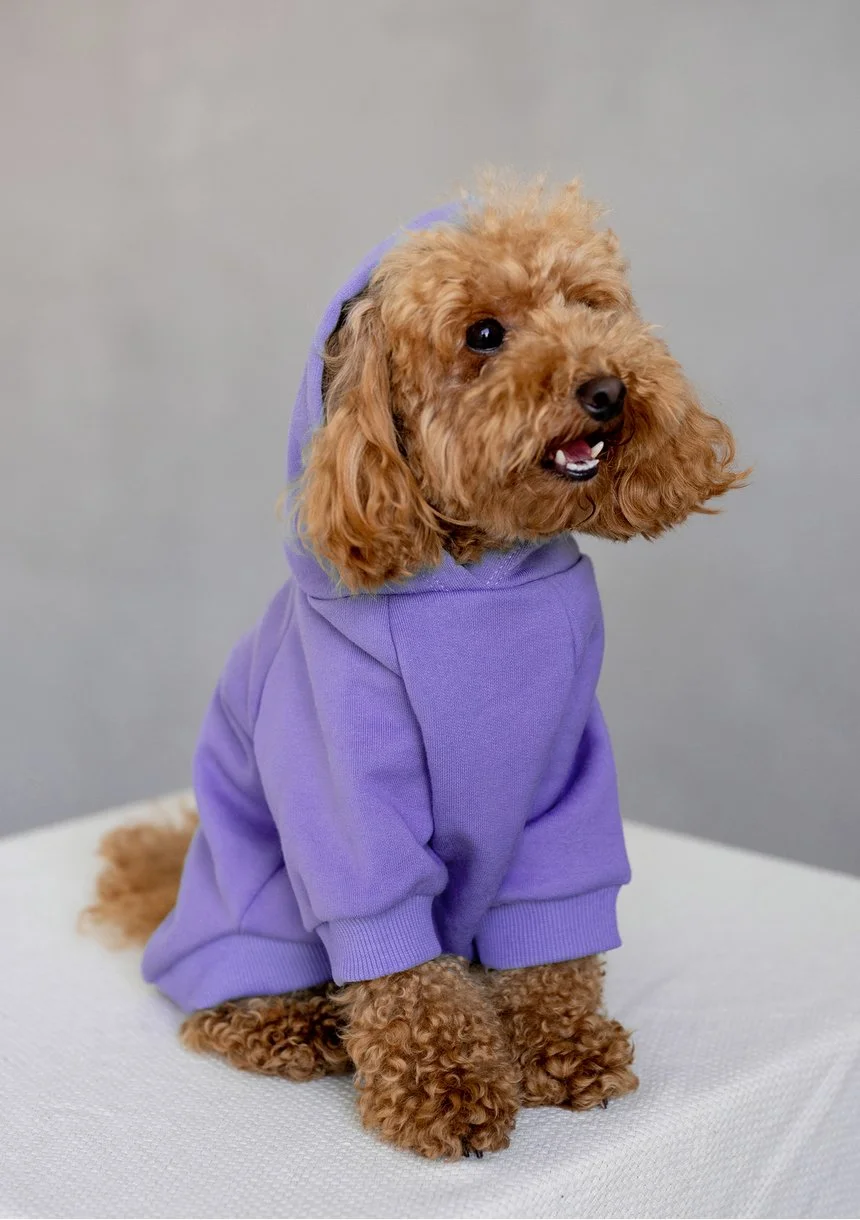 Dog hoodie Grape Fruit