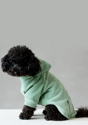 Welurowa bluza dla psa z kapturem Smoke Mint