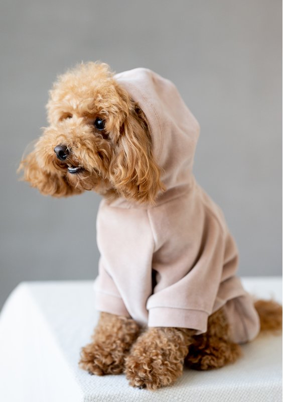 Dog velvet hoodie Beige