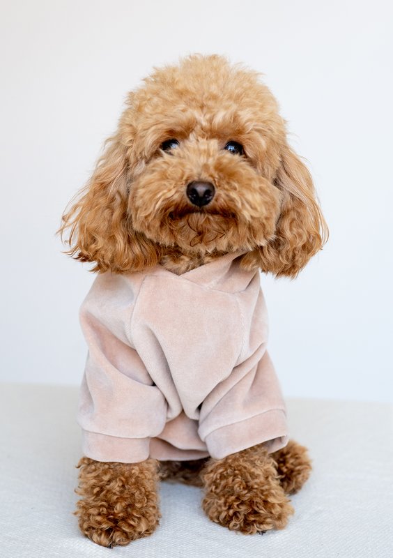 Dog velvet hoodie Beige