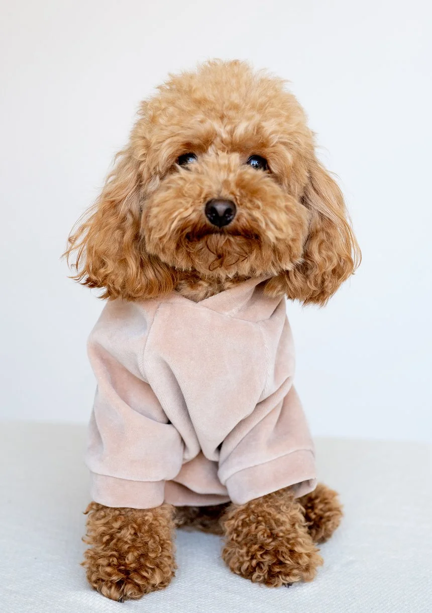 Welurowa bluza z kapturem dla psa Beżowa