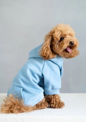 Dog hoodie Baby Blue
