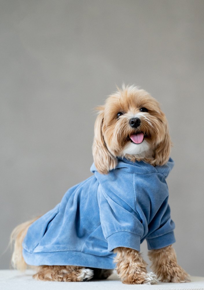 Dog velvet hoodie Jeans Blue