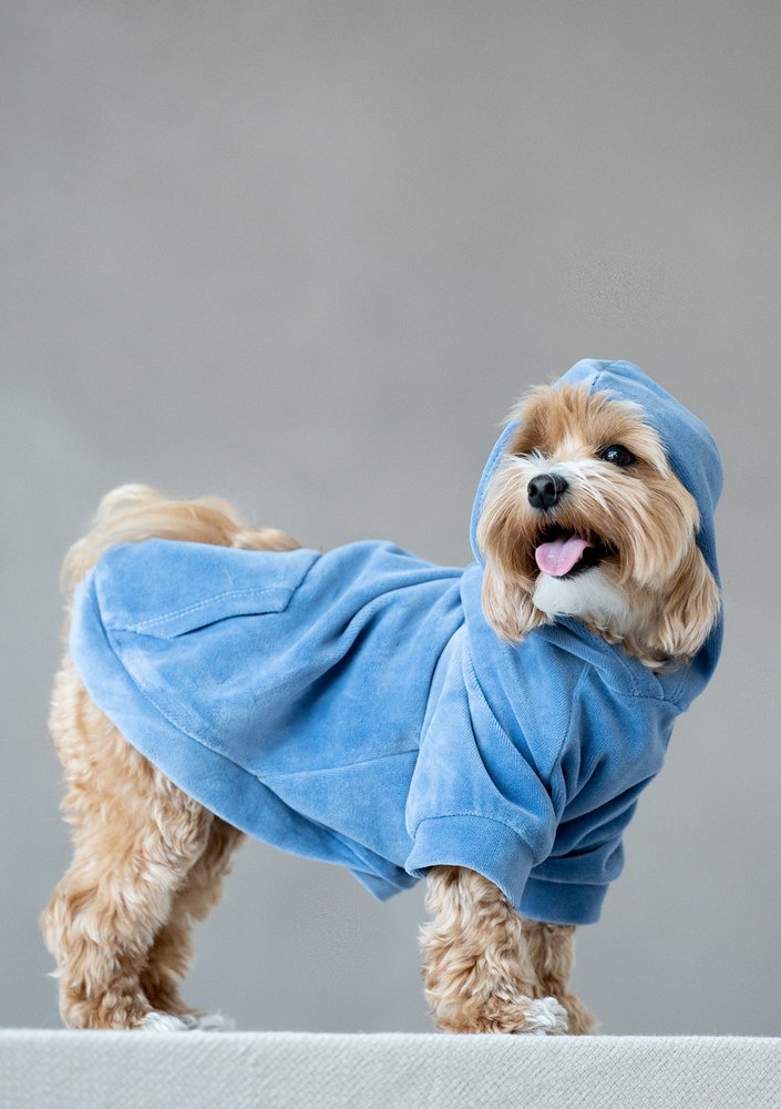 Dog velvet hoodie Jeans Blue