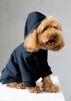 Pure - black dog hoodie