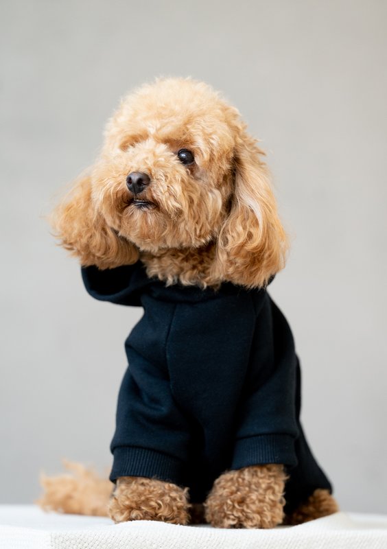 Dog hoodie Black