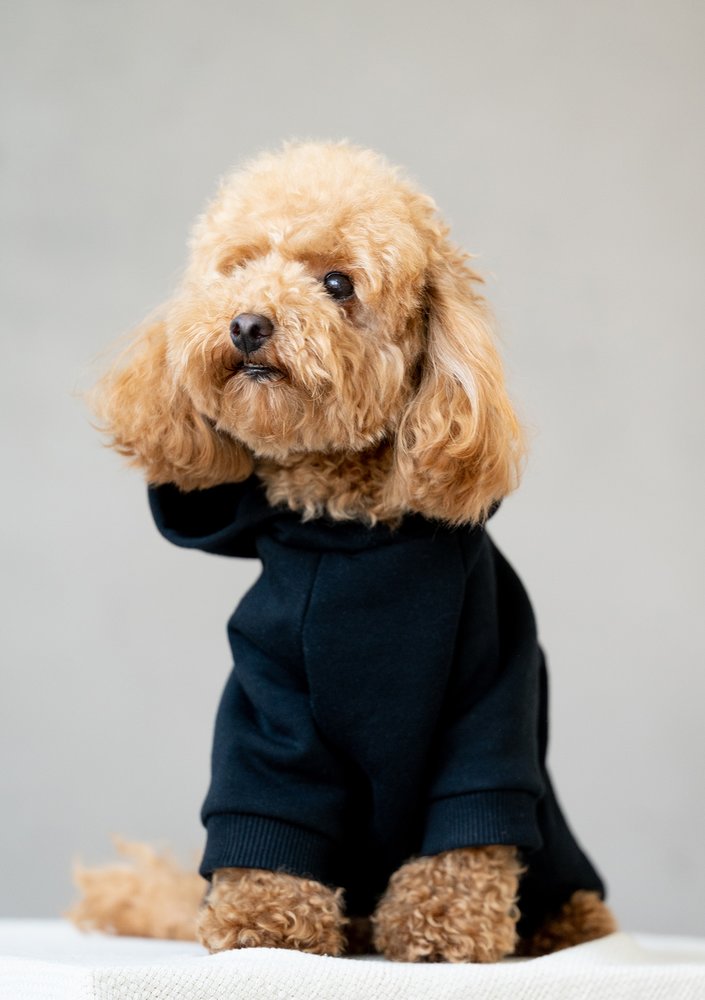 Dog hoodie Black