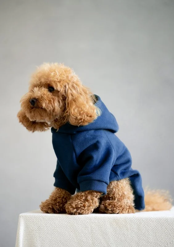 North velvet dog hoodie jeans blue Mosquito