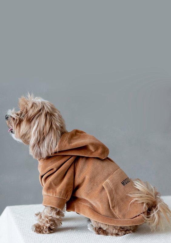 Welurowa bluza dla psa z kapturem Toffee