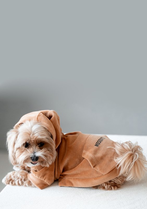 Dog velvet hoodie Toffee