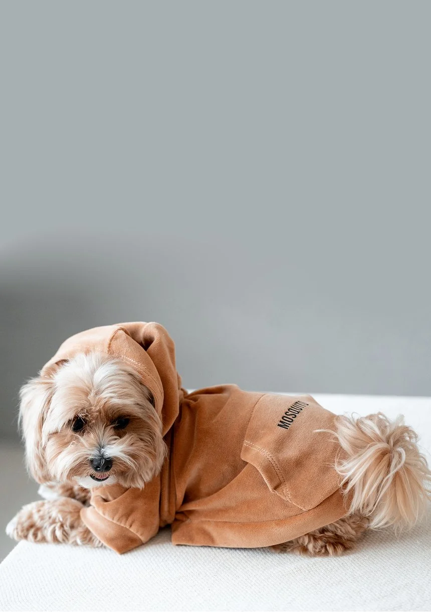 Welurowa bluza dla psa z kapturem Toffee