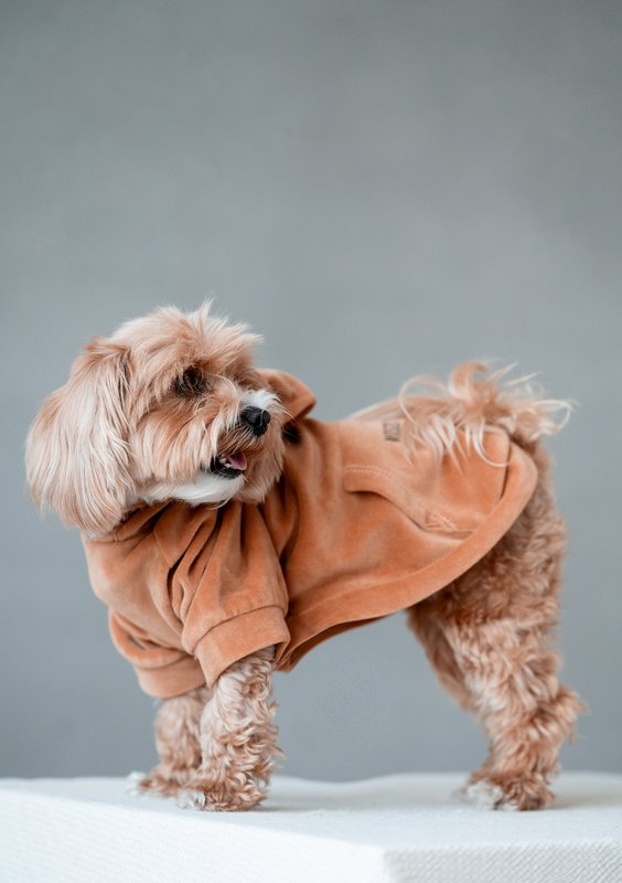 Dog velvet hoodie Toffee