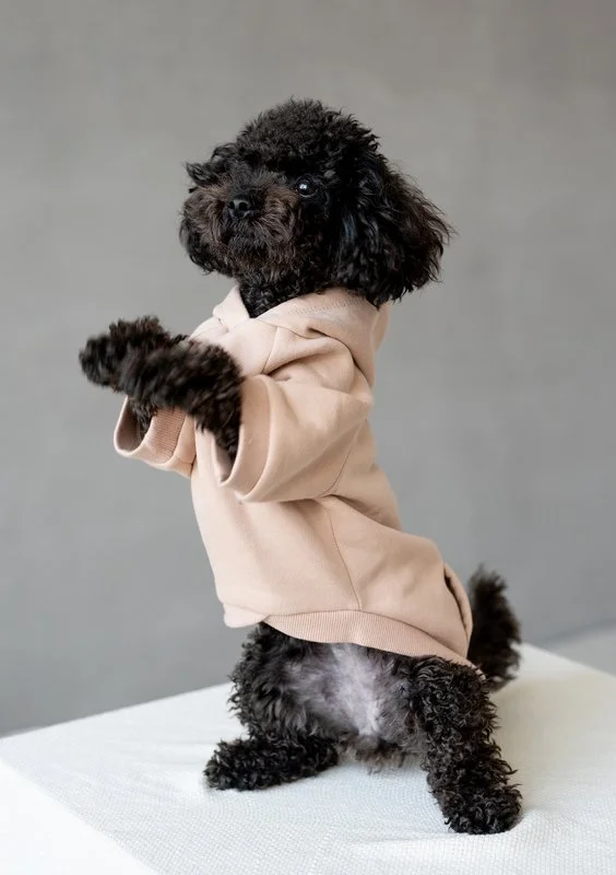 Dog hoodie Beige