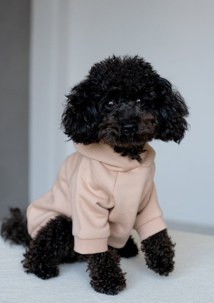 Dog hoodie Beige