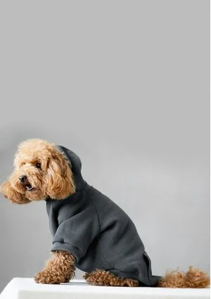 Dog hoodie Dark Stone