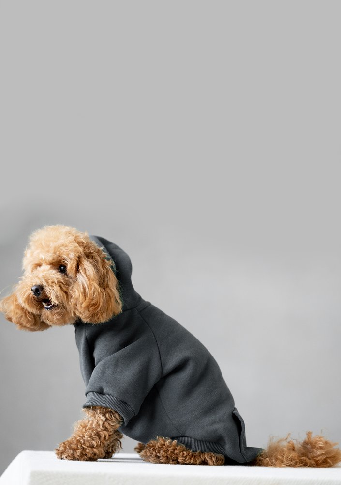Dog hoodie Dark Stone