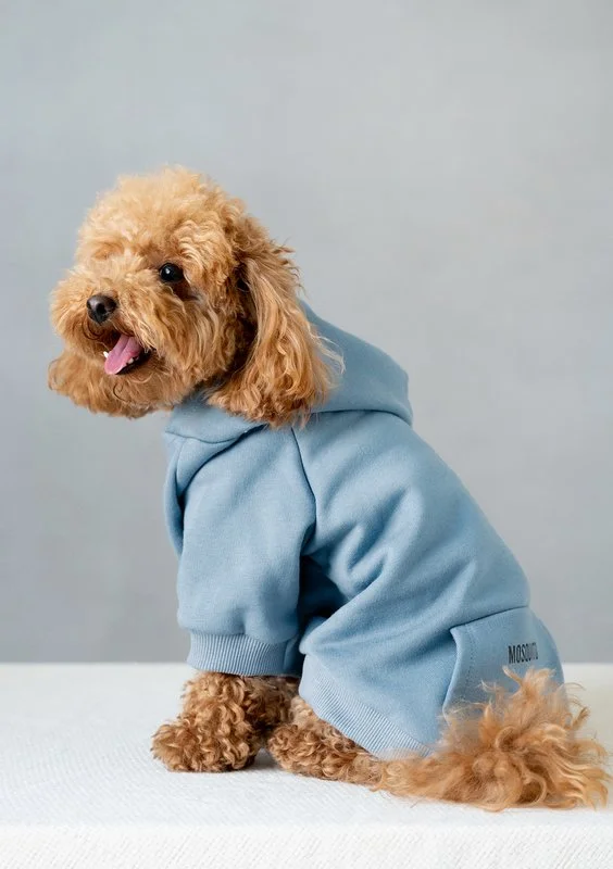 North - velvet dog hoodie jeans blue - Mosquito