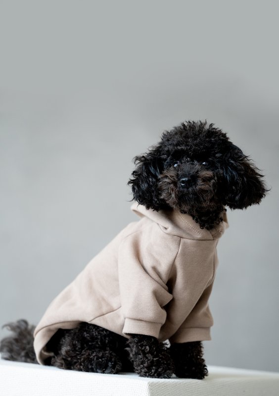 Dog hoodie Coffee Beige