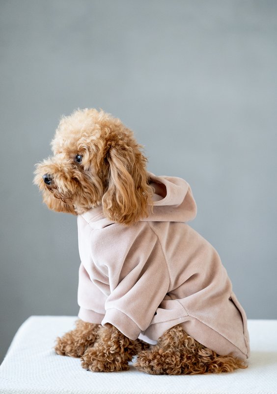 Dog velvet hoodie Beige