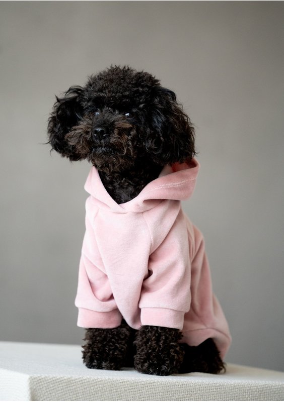 Dog velvet hoodie Mellow Rose