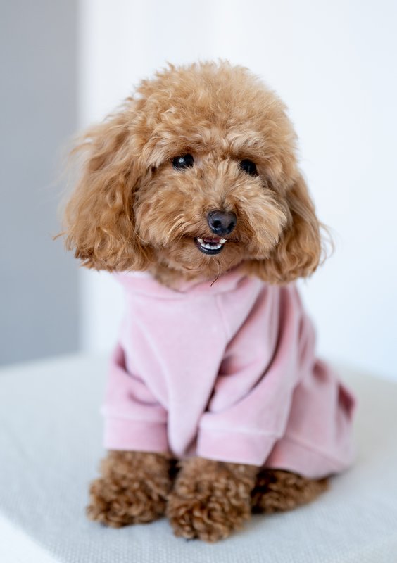 Dog velvet hoodie Mellow Rose
