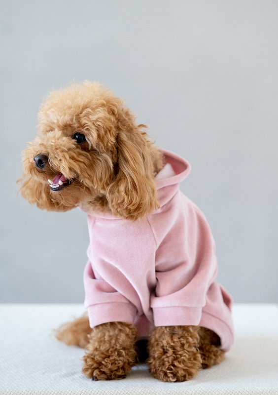Dog velvet hoodie Mellow Rose