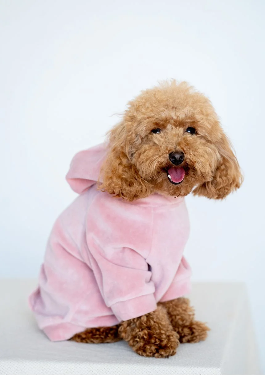 Welurowa bluza z kapturem dla psa Mellow Rose