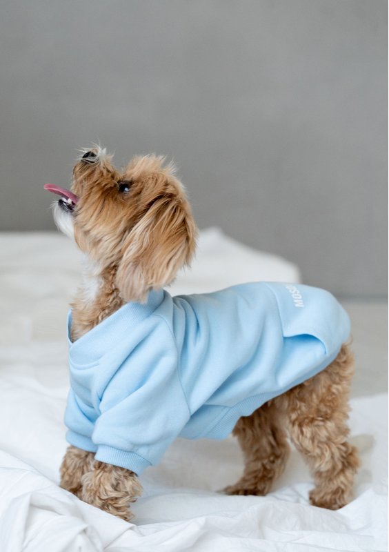 Dog sweatshirt Baby Blue