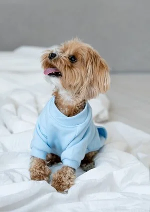 Dog sweatshirt Baby Blue