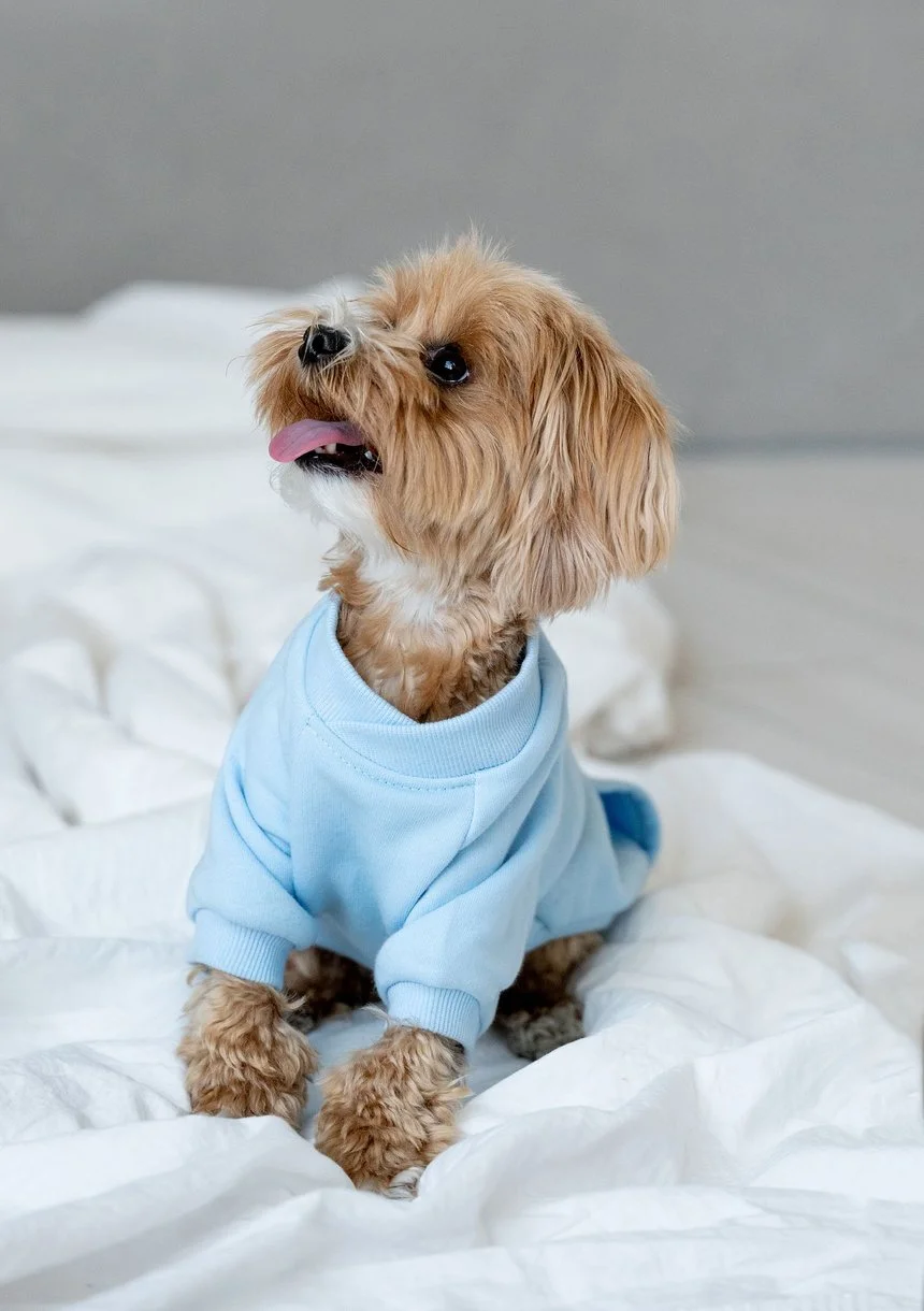 Bluza dla psa Baby Blue