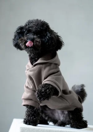 Pure - Beige taupe dog hoodie