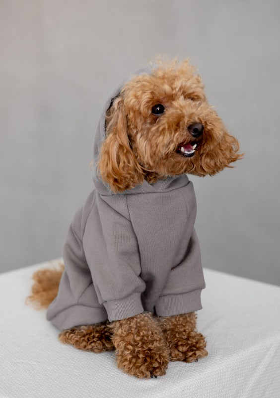 Pure - Beige taupe dog hoodie